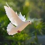 Erek Erek Merpati 2D 3D 4D Menurut Buku Mimpi Terbaru 2025