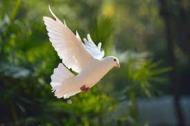 Erek Erek Merpati 2D 3D 4D Menurut Buku Mimpi Terbaru 2025