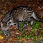 Erek Erek Musang 2D 3D 4D Menurut Buku Mimpi Terbaru 2025