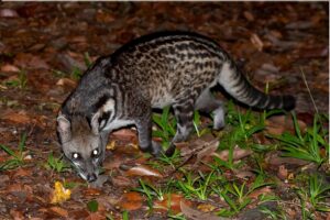 Erek Erek Musang 2D 3D 4D Menurut Buku Mimpi Terbaru 2025