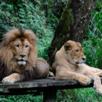 Erek Erek Pergi Ke Kebun binatang 2D 3D 4D Menurut Buku Mimpi Terbaru 2025