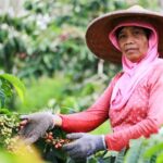 Erek Erek Petani Kopi 2D 3D 4D Menurut Buku Mimpi Terbaru 2025