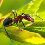 Erek Erek Semut 2D 3D 4D Menurut Buku Mimpi Terbaru 2025