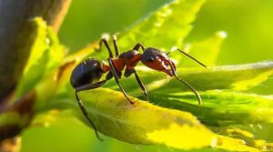 Erek Erek Semut 2D 3D 4D Menurut Buku Mimpi Terbaru 2025