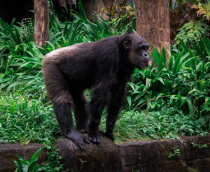 Erek Erek Simpanse 2D 3D 4D Menurut Buku Mimpi Terbaru 2025