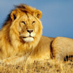 Erek Erek Singa 2D 3D 4D Menurut Buku Mimpi Terbaru 2025