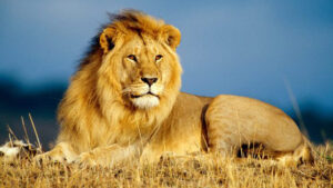 Erek Erek Singa 2D 3D 4D Menurut Buku Mimpi Terbaru 2025