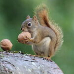 Erek Erek Tupai 2D 3D 4D Menurut Buku Mimpi Terbaru 2025