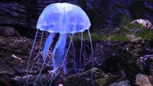 Erek Erek Ubur ubur 2D 3D 4D Menurut Buku Mimpi Terbaru 2025