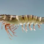 Erek Erek Udang 2D 3D 4D Menurut Buku Mimpi Terbaru 2025