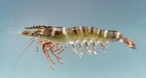 Erek Erek Udang 2D 3D 4D Menurut Buku Mimpi Terbaru 2025