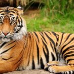 Erek Erek harimau 2D 3D 4D Menurut Buku Mimpi Terbaru 2025