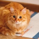 Erek Erek kucing 2D 3D 4D Menurut Buku Mimpi Terbaru 2025