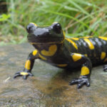 Erek Erek salamander 2D 3D 4D Menurut Buku Mimpi Terbaru 2025