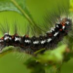 Erek Erek ulat bulu 2D 3D 4D Menurut Buku Mimpi Terbaru 2025