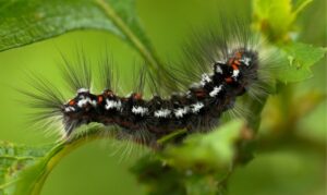 Erek Erek ulat bulu 2D 3D 4D Menurut Buku Mimpi Terbaru 2025