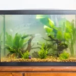 Erek Erek Aquarium 2D 3D 4D Menurut Buku Mimpi Terbaru 2025