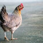 Erek Erek Ayam Betina 2D 3D 4D Menurut Buku Mimpi Terbaru 2026