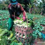 Erek Erek Bakul Sayuran 2D 3D 4D Menurut Buku Mimpi Terbaru 2025