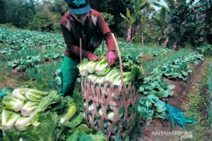 Erek Erek Bakul Sayuran 2D 3D 4D Menurut Buku Mimpi Terbaru 2025