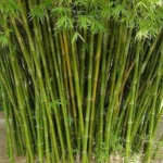 Erek Erek Bambu 2D 3D 4D Menurut Buku Mimpi Terbaru 2025