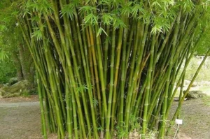 Erek Erek Bambu 2D 3D 4D Menurut Buku Mimpi Terbaru 2025