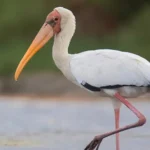 Erek Erek Bangau 2D 3D 4D Menurut Buku Mimpi Terbaru 2025