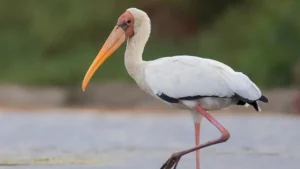 Erek Erek Bangau 2D 3D 4D Menurut Buku Mimpi Terbaru 2025