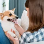 Erek Erek Berbicara Kepada Hewan 2D 3D 4D Menurut Buku Mimpi Terbaru 2026