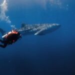 Erek Erek Berenang di Laut Gelap 2D 3D 4D Menurut Buku Mimpi Terbaru 2025