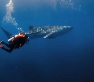 Erek Erek Berenang di Laut Gelap 2D 3D 4D Menurut Buku Mimpi Terbaru 2025