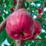 Erek Erek Buah Jamaika 2D 3D 4D Menurut Buku Mimpi Terbaru 2025