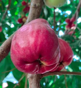 Erek Erek Buah Jamaika 2D 3D 4D Menurut Buku Mimpi Terbaru 2025