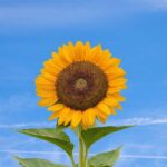 Erek Erek Bunga Matahari 2D 3D 4D Menurut Buku Mimpi Terbaru 2025