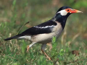 Erek Erek Burung Jalak 2D 3D 4D Menurut Buku Mimpi Terbaru 2025