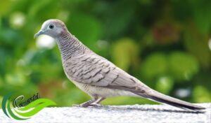 Erek Erek Burung Perkutut 2D 3D 4D Menurut Buku Mimpi Terbaru 2025