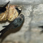 Erek Erek Burung Walet 2D 3D 4D Menurut Buku Mimpi Terbaru 2025