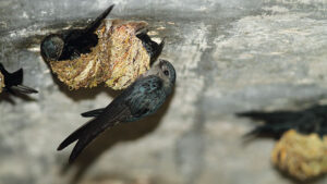 Erek Erek Burung Walet 2D 3D 4D Menurut Buku Mimpi Terbaru 2025