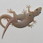 Erek Erek Cicak Kawin 2D 3D 4D Menurut Buku Mimpi Terbaru 2025