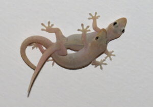 Erek Erek Cicak Kawin 2D 3D 4D Menurut Buku Mimpi Terbaru 2025