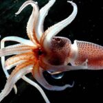 Erek Erek Cumi Cumi 2D 3D 4D Menurut Buku Mimpi Terbaru 2025