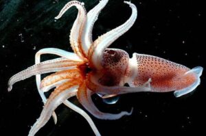 Erek Erek Cumi Cumi 2D 3D 4D Menurut Buku Mimpi Terbaru 2025