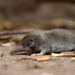 Erek Erek Curut 2D 3D 4D Menurut Buku Mimpi Terbaru 2025