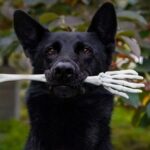 Erek Erek Digigit Anjing Hitam 2D 3D 4D Menurut Buku Mimpi Terbaru 2026