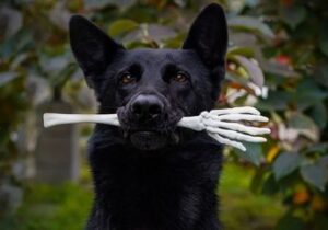 Erek Erek Digigit Anjing Hitam 2D 3D 4D Menurut Buku Mimpi Terbaru 2026