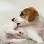 Erek Erek Digigit Anjing Putih 2D 3D 4D Menurut Buku Mimpi Terbaru 2025