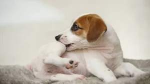 Erek Erek Digigit Anjing Putih 2D 3D 4D Menurut Buku Mimpi Terbaru 2025