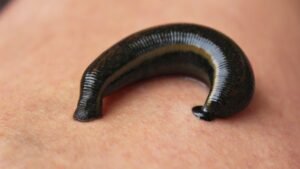 Erek Erek Digigit Lintah Di Kaki 2D 3D 4D Menurut Buku Mimpi Terbaru 2026