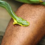 Erek Erek Digigit Ular Di Tangan 2D 3D 4D Menurut Buku Mimpi Terbaru 2026