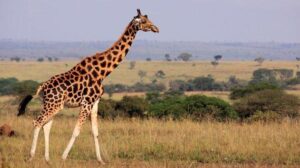 Erek Erek Dikejar Jerapah di Hutan 2D 3D 4D Menurut Buku Mimpi Terbaru 2026